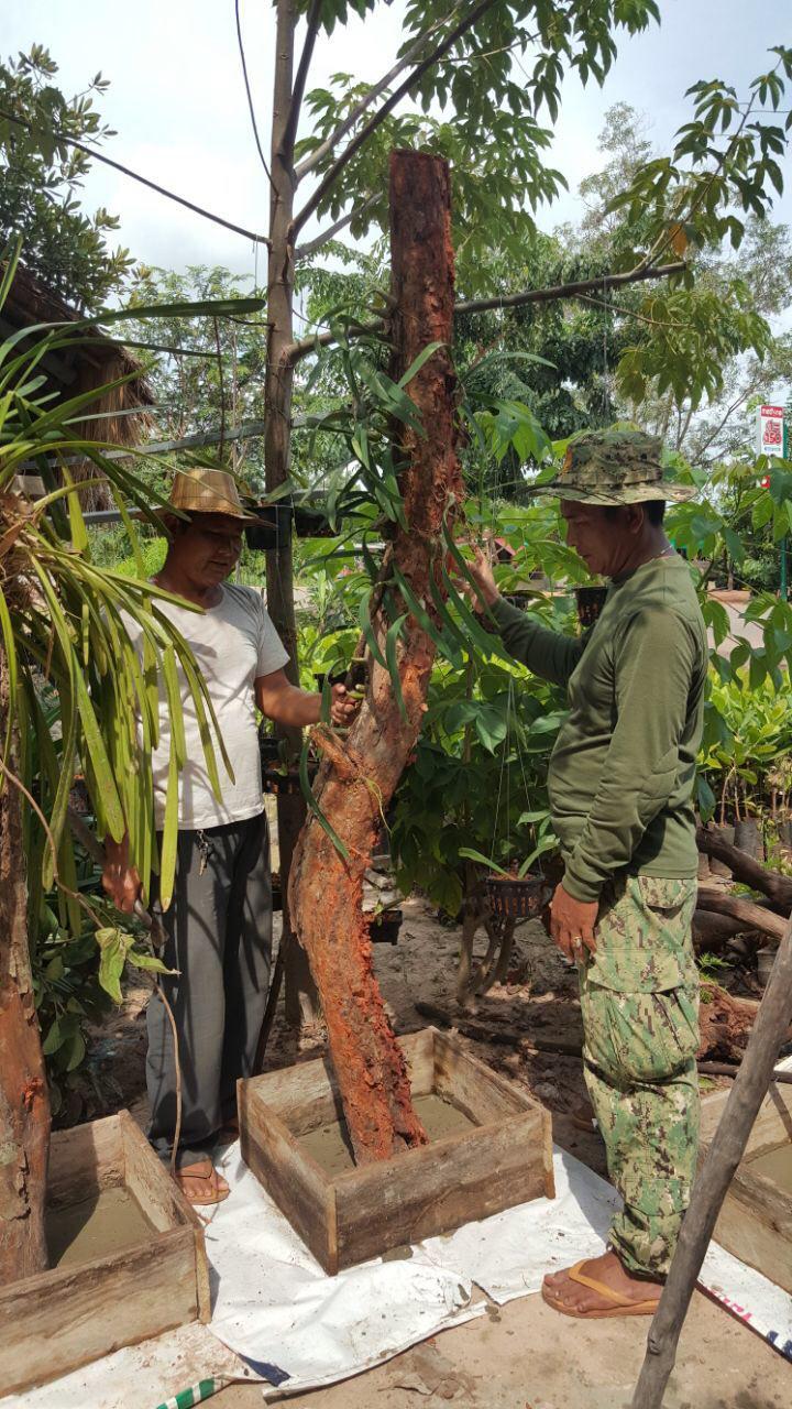 មជ្ឈមណ្ឌលស្រាវជ្រាវនិងអភិរក្សកេសរកូលដំបូងគេបង្អស់នៅកម្ពុជានឹងត្រូវបង្កើតឡើង ហើយគ្រោងសម្ពោធដាក់ឱ្យប្រើប្រាស់ជាផ្លូវការនៅចុងខែតុលា ឆ្នាំ ២០១៨ នេះ