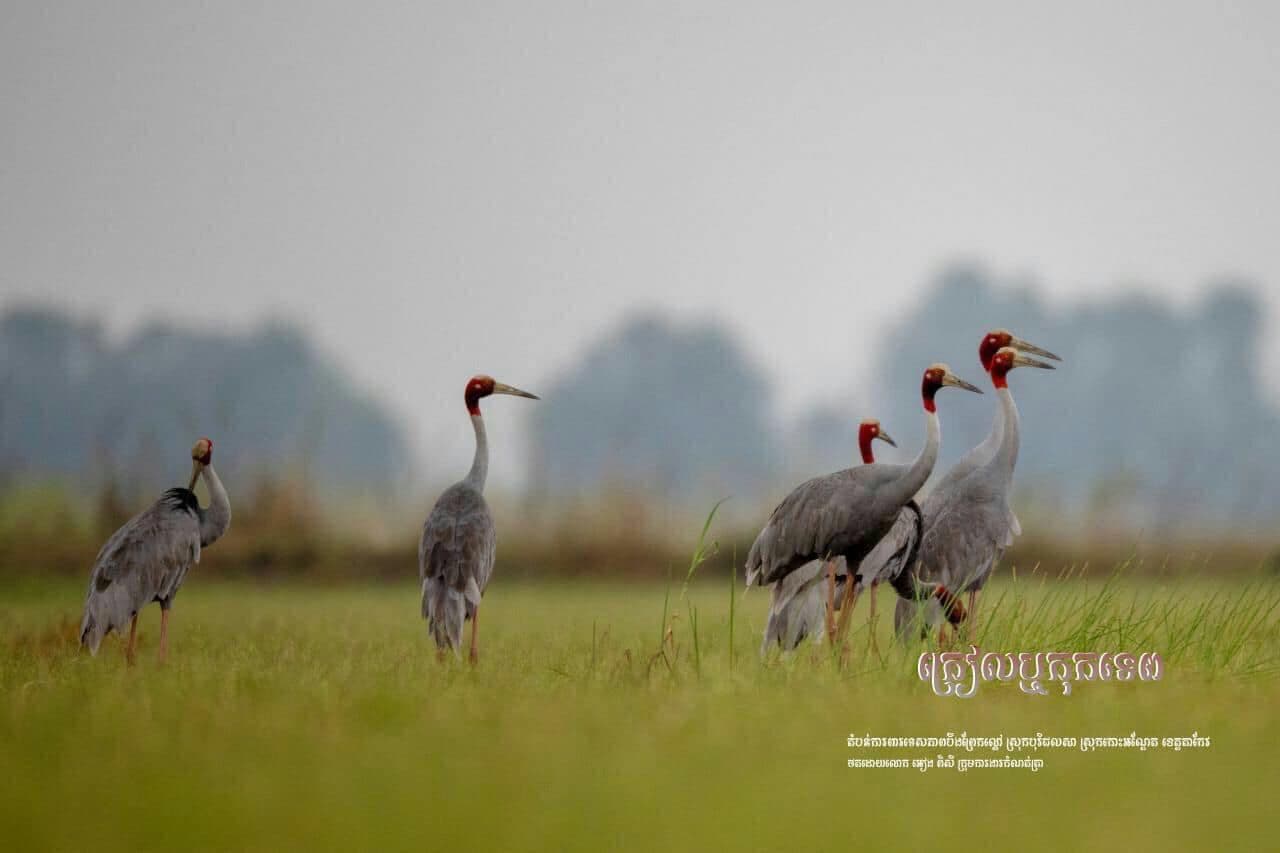 ការជួបជុំក្រុមគ្រួសារ គឺជាភាពសុខសាន្ត និងសេចក្តីប្រាថ្នារបស់សត្វលោកគ្រប់ៗរូប 🌱🍃🦩