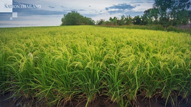 ថៃ​​នាំចេញ​អង្ករ​តិច​ជាង​វៀតណាម​ ​ជាលើកដំបូង​