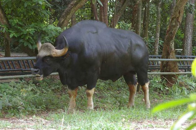 ខ្ទីង កំពុងប្រឈមនឹងការបាត់បង់ទីជម្រករស់នៅ ការបរបាញ់ដើម្បីយកសាច់ ស្នែង ឆ្អឹង និងការជួញដូរ