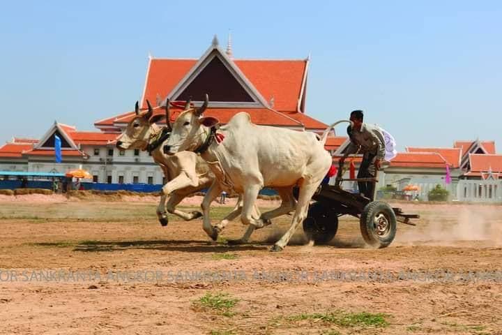 កម្មវិធីប្រណាំងរទេះគោក្របី ជាកម្មវិធីមួយក្នុងព្រឹត្តិការណ៍អង្គរសង្ក្រាន្ត ដែលធ្វើឡើងដើម្បីរំលឹកឡើងវិញនូវវប្បធម៌ ទំនៀមទម្លាប់ ប្រពៃណីខ្មែរ