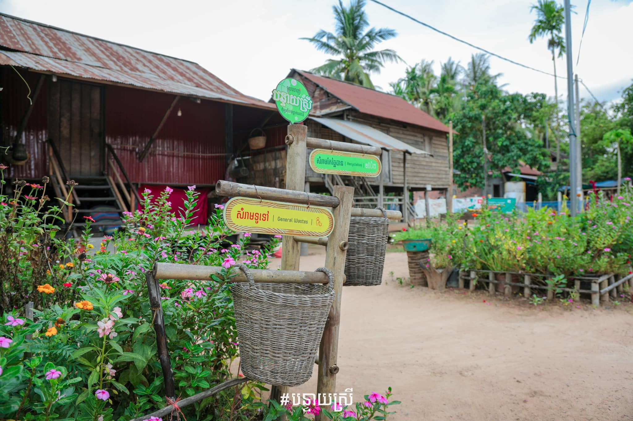 សម្រស់ដ៏ត្រកាលនៃ «បុប្ផាខ្មែរ» នារដូវផ្ការីក នៅតាមរបងផ្ទះអ្នកភូមិក្នុងស្រុកបន្ទាយស្រី