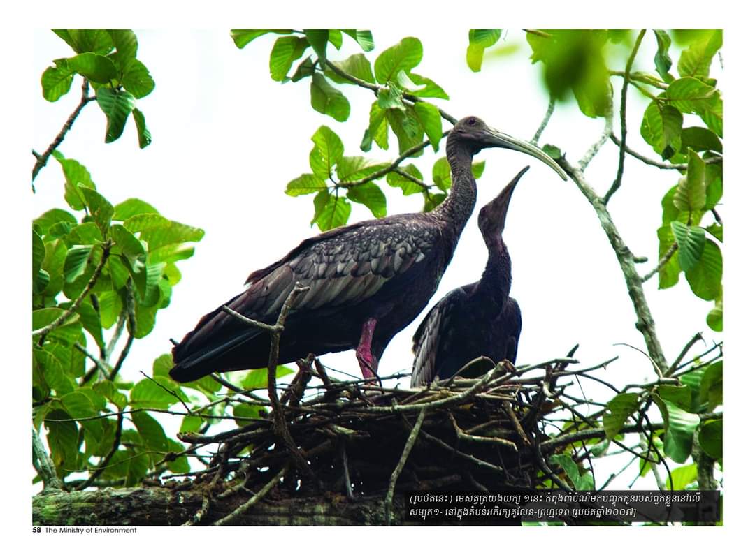 អបអរសាទរ ទិវាបរិស្ថានជាតិ និងបរិស្ថានពិភពលោក ៥មិថុនា