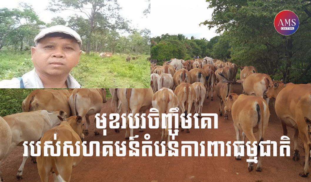 មុខរបរចិញ្ចឹមគោ របស់សហគមន៍ តំបន់ការពារធម្មជាតិ