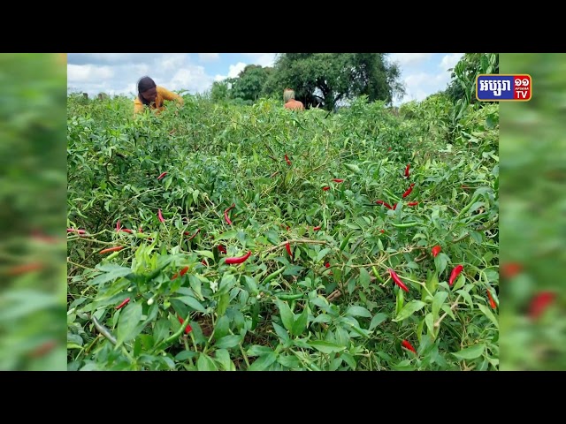 កសិករនៅខេត្តស្ទឹងត្រែង បានអះអាងថា ដំណាំម្ទេស ងាយស្រួលដាំ និងមើលថែទាំ រីឯទីផ្សារ វិញនោះ មិនពិបាកលក់ចេញឡើយ (Video Inside)