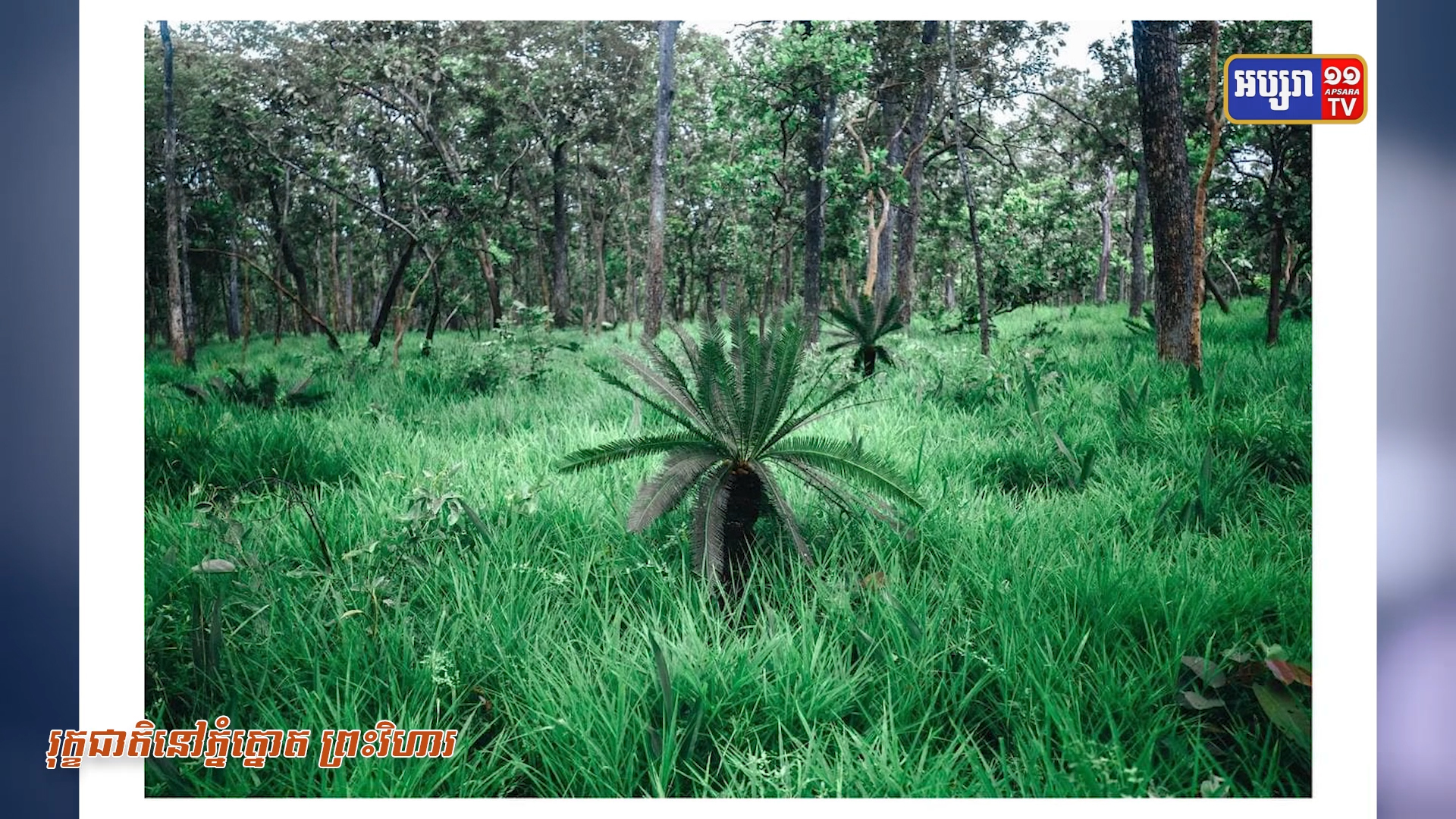 សូមទស្សនាទេសភាព រុក្ខជាតិនៅភ្នំត្នោត ព្រះវិហារ (វីដេអូ)