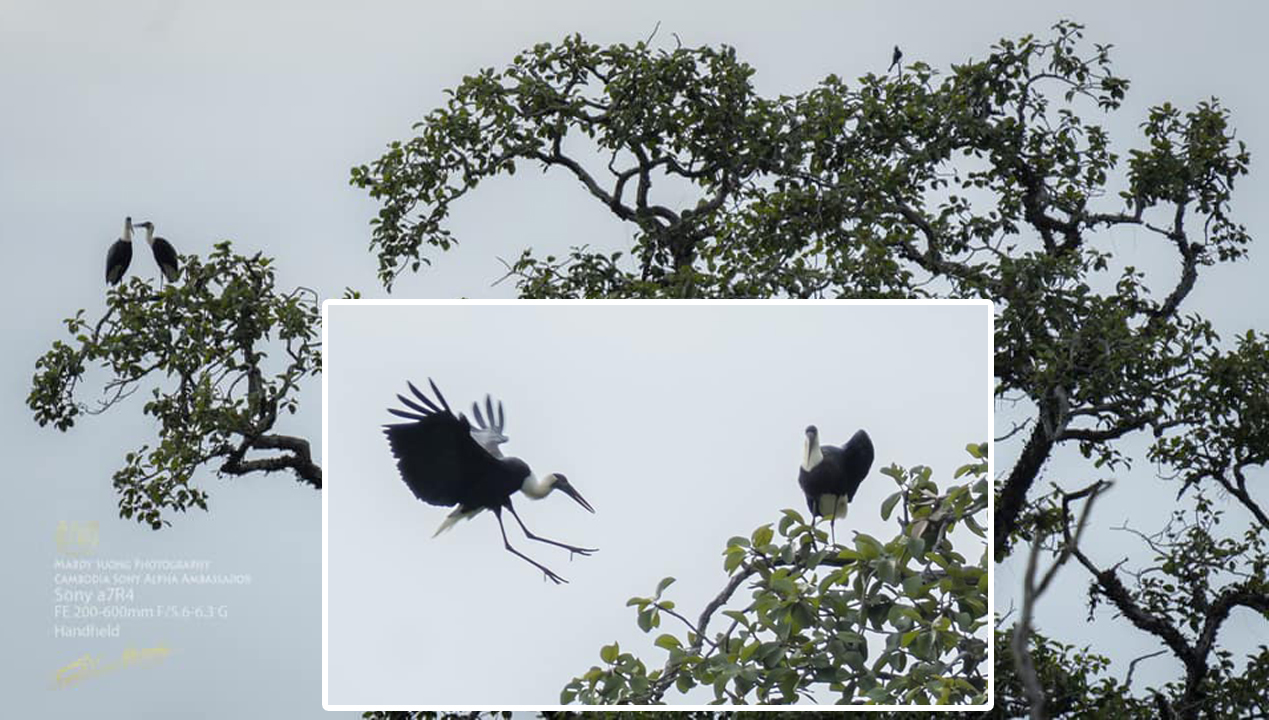 កុកពាក់អំបោះ (Woolly-Necked Stork) ដែនជម្រកសត្វព្រៃកែវសីមា