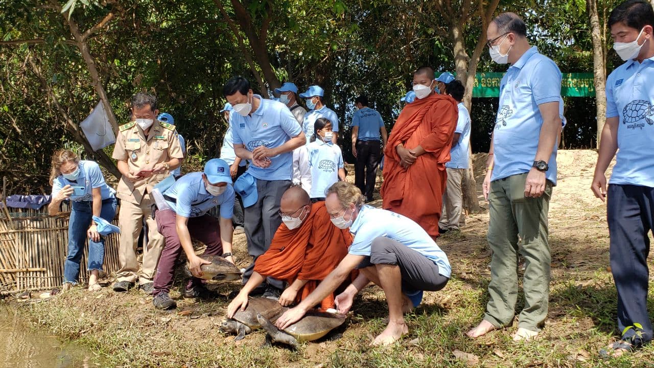 អង្គការ WCS និងរដ្ឋបាលជលផលលែងអណ្តើកហ្លួង ៥១ក្បាលចូលក្នុងទីជម្រកធម្មជាតិ