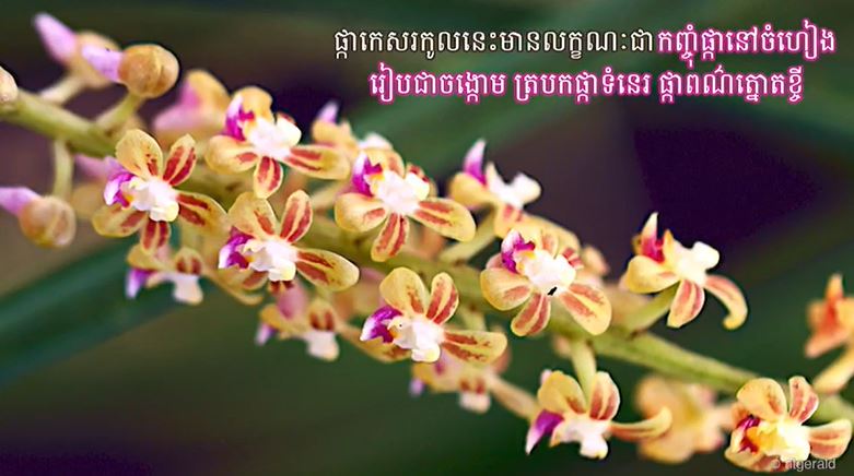 ផ្កាកេសរកូលព្រៃកម្ពុជា (មានវីដេអូ)