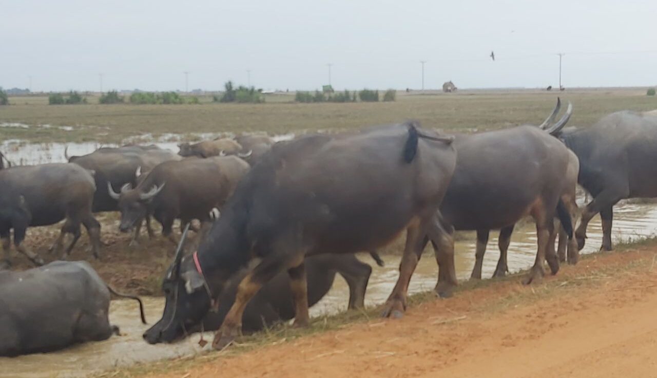 កសិករចិញ្ចឹមក្របីអាចជួយបង្កើនចំណូលគ្រួសារខ្ពស់ក្នុងតំបន់ជួរភ្នំក្រវាញ