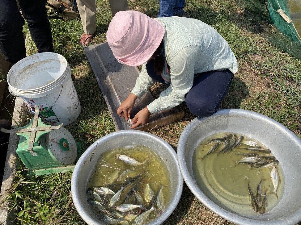 គម្រោងអច្ឆរិយទន្លេមេគង្គ បារម្ភពីការថយចុះនៃធនធាន ជលផល ធម្មជាតិនៅកម្ពុជា