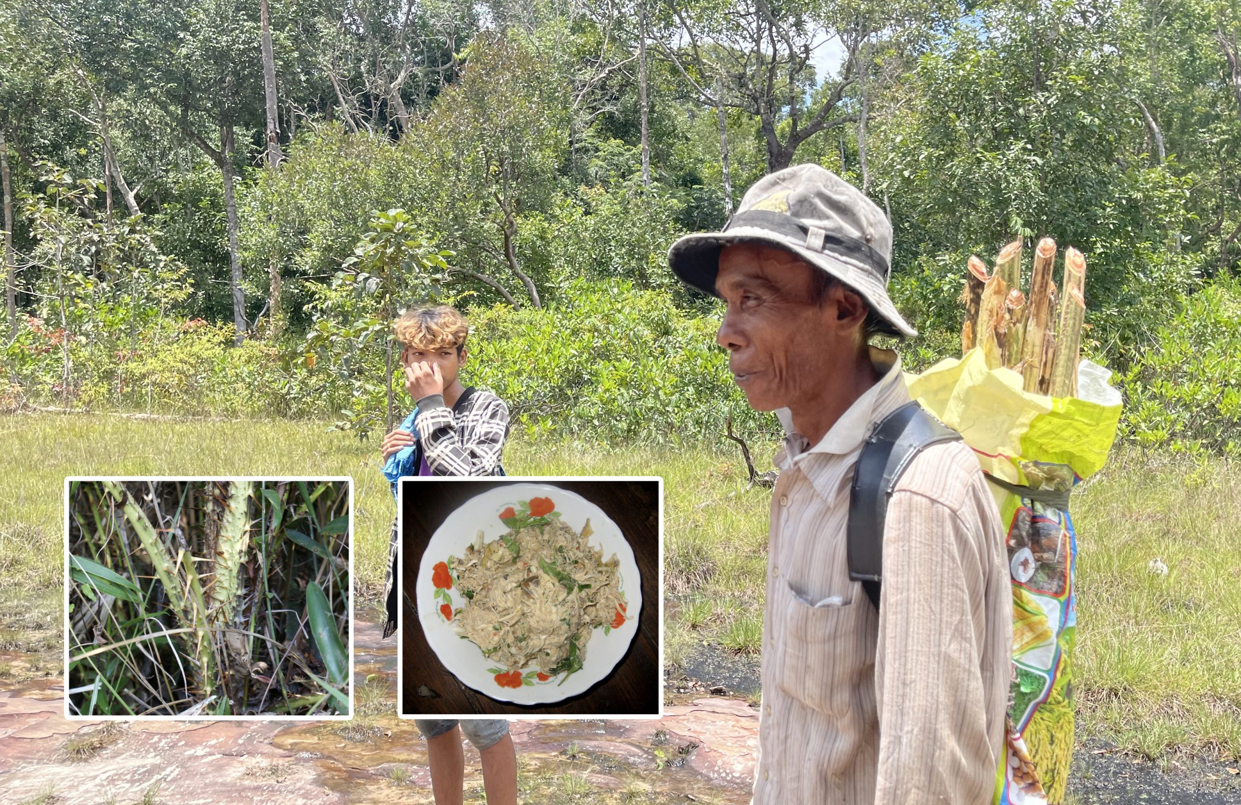 សោម ជាអាហារអ្នកស្រុកចូលចិត្តដើរកាប់តាមព្រៃមកបរិភោគដែលមានរស់ជាតិឆ្ងាញ់ពិសារ