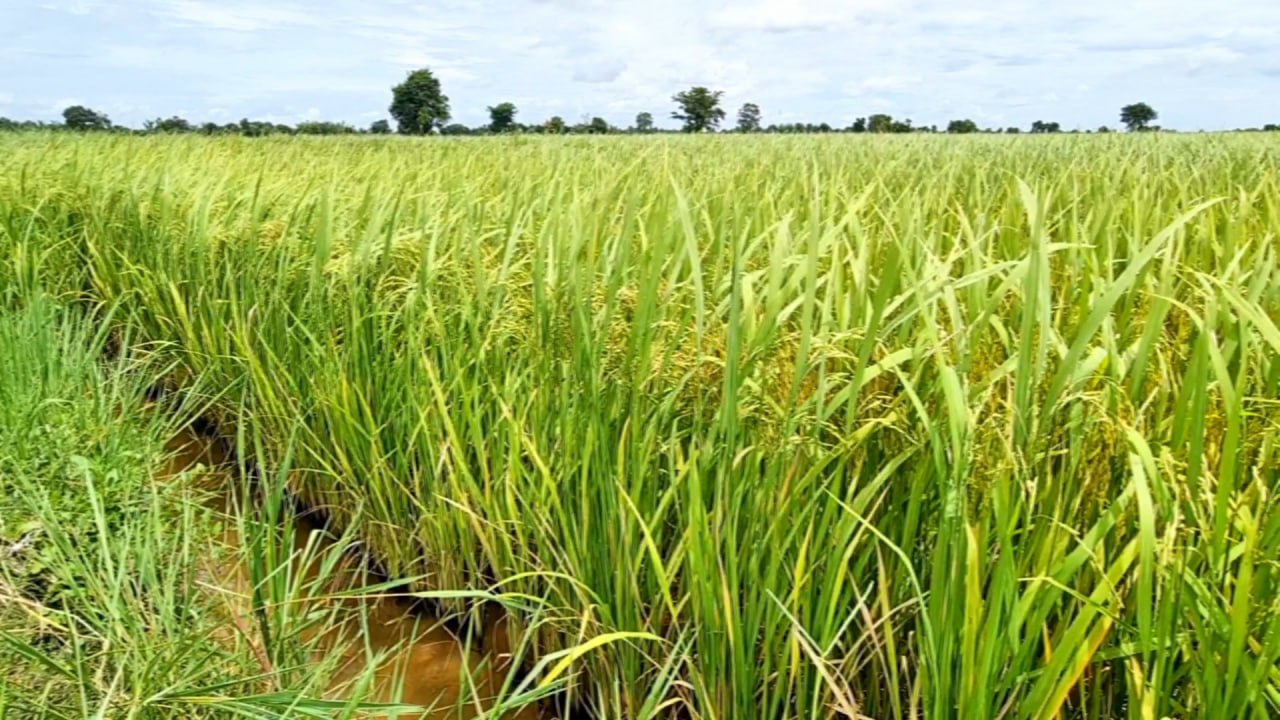 រដ្ឋមន្ត្រីក្រសួងកសិកម្ម ជំរុញឲ្យក្រុមហ៊ុនបៃតង ជួយប្រជាសហគមន៍ខេត្តបាត់ដំបង ឲ្យខិតខំដាំដុះផលិតស្រូវពូជ “សែនក្រអូប និង ផ្ការំដួល” ដើម្បីធានាពីតម្រូវការទីផ្សារ