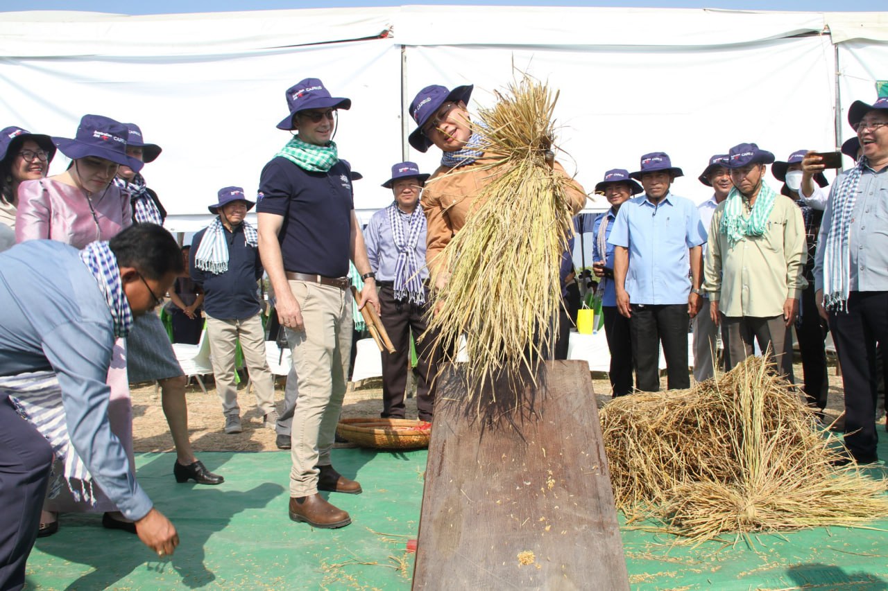 កាឌី គ្រោងនឹងប្រមូលផលពូជស្រូវ «ចំប៉ីស៧០» ៦០០តោន ចែកចាយដល់កសិករដាំដុះ