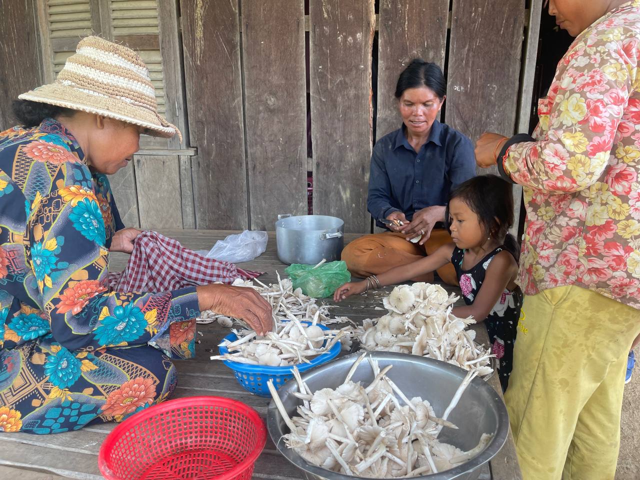 ឆ្នាំនេះសម្បូរផ្សិតកញ្ចូ ដុះច្រើន ធ្វើឱ្យប្រជាសហគមន៍សាមគ្គីអមលាំង សប្បាយរីករាយ នឹងដើរដកផ្សិតលក់