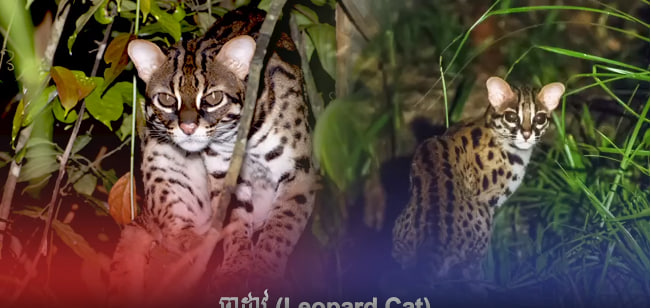 ឆ្មាដាវ (Leopard Cat)