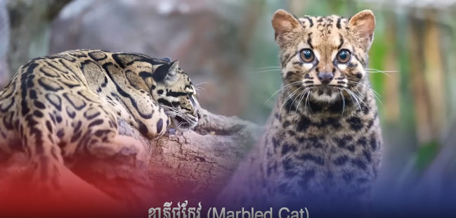 ខ្លាភ្ញីថ្មកែវ (Marbled Cat)