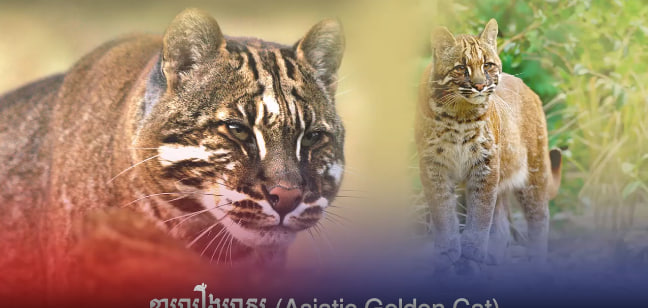 ខ្លាលឿងមាស (Asiatic Golden Cat)