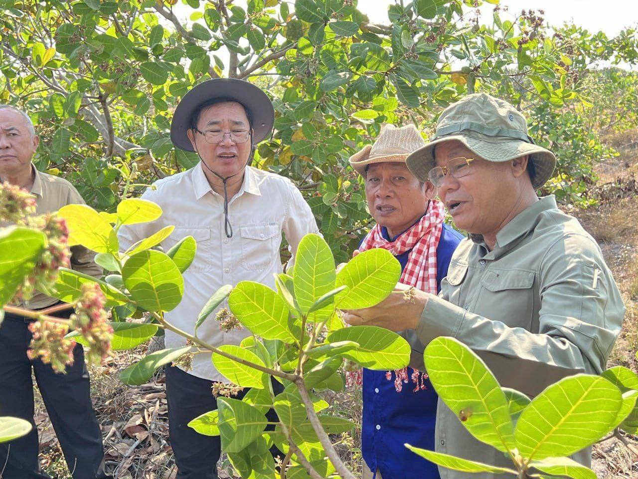 គ្រាប់ស្វាយចន្ទីរ និងតម្លៃនៅលើទីផ្សារនៅដើមរដូវ ប្រមូលផលឆ្នាំ២០២៤ មានភាពល្អប្រសើរជាងឆ្នាំមុន