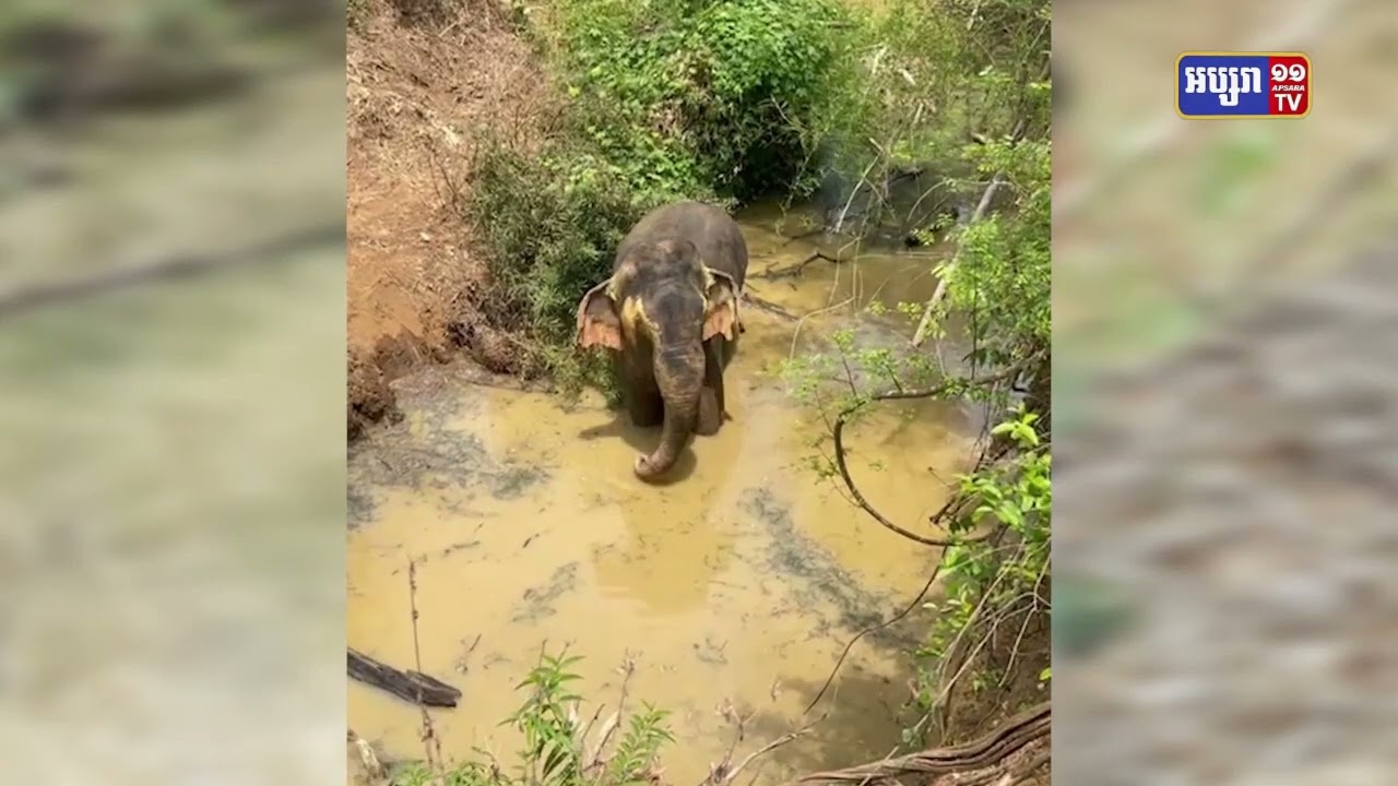 មេហ្វូងដំរីព្រៃ ចេញពីដែនជម្រកកែវសីមា (Video Inside)