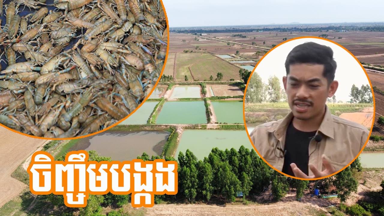 កសិករមួយរូប នៅក្រុងសិរីសោភ័ណ បានពង្រីកការចិញ្ចឹមបង្កង ពីអាងតង់កៅស៊ូ រហូតដល់ពង្រីកផ្ទៃដី ជាងពីរហិកតា ផ្ដើមចេញពីបច្ចេកទេសរៀនតាមយូធូប