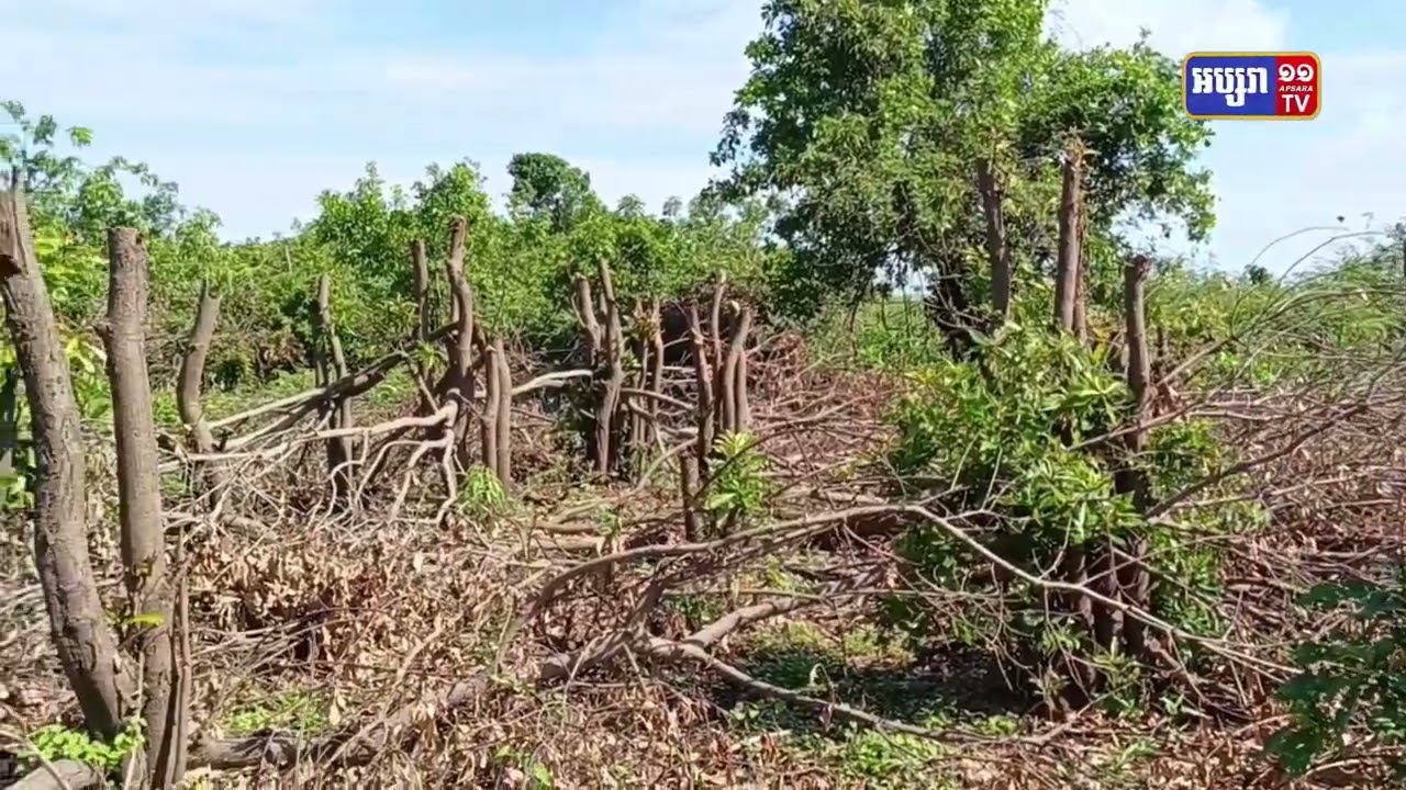 ព្រៃលិចទឹកជំរកត្រីពងប្រមាណជិតមួយហិកតារងការបំផ្លាញនៅកំពង់ឆ្នាំង (Video Inside)