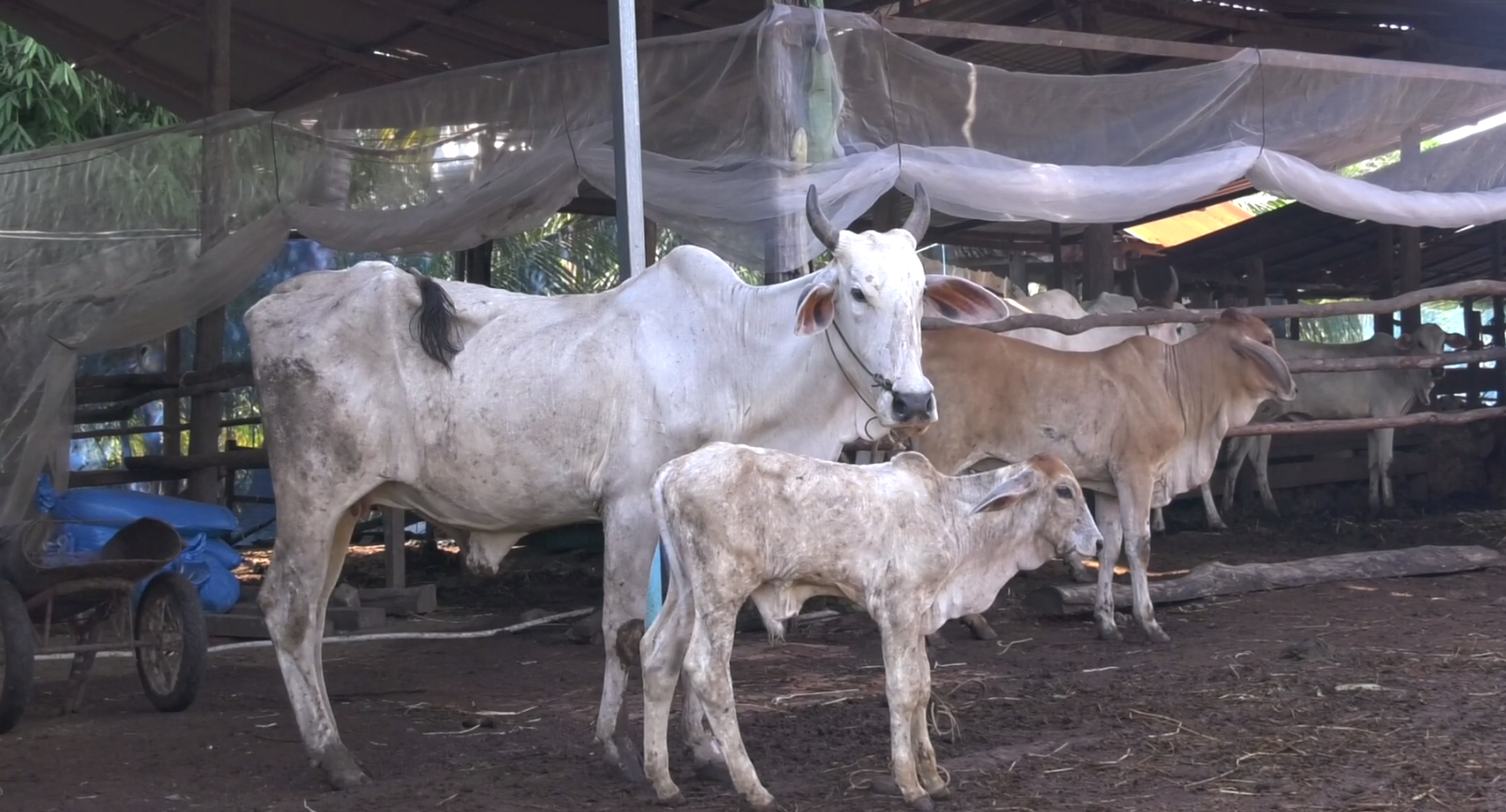 ម្ចាស់កសិដ្ឋានចិញ្ចឹមគោ ប្រាប់ថា ​គោប្រាម៉ាន់ផ្តល់ចំណូលខ្ពស់