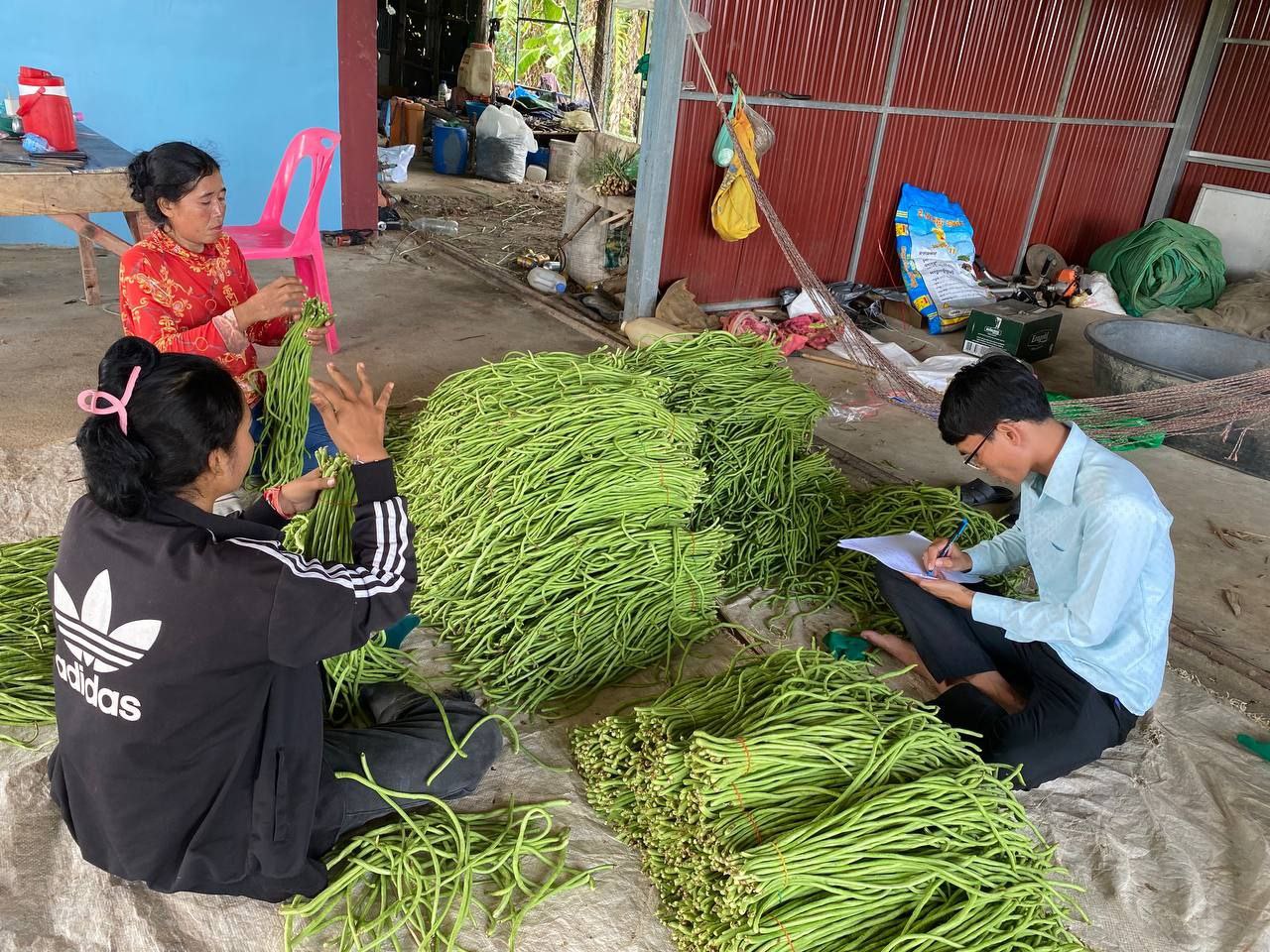 មន្រ្តីកសិកម្មប្រាប់ អ្នកដាំបន្លែថា ត្រូវចេះពីបច្ចេកទេសដាំ និងដឹងពី​តម្រូវការទីផ្សារ