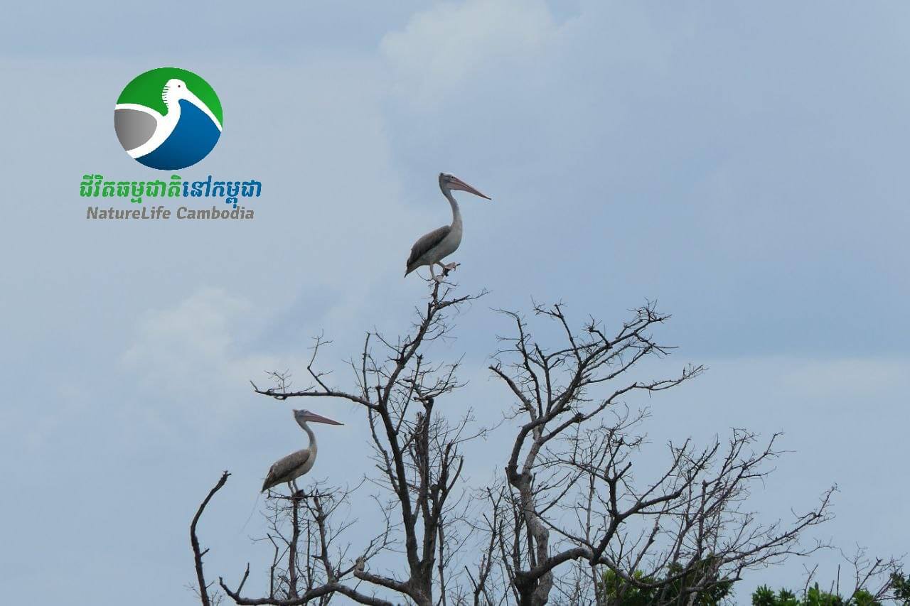 សត្វទុងប្រផេះ ជាច្រើនកំពុងរស់នៅនៅតំបនរ៉ាមសារបឹងទនេ្លឆ្មារ