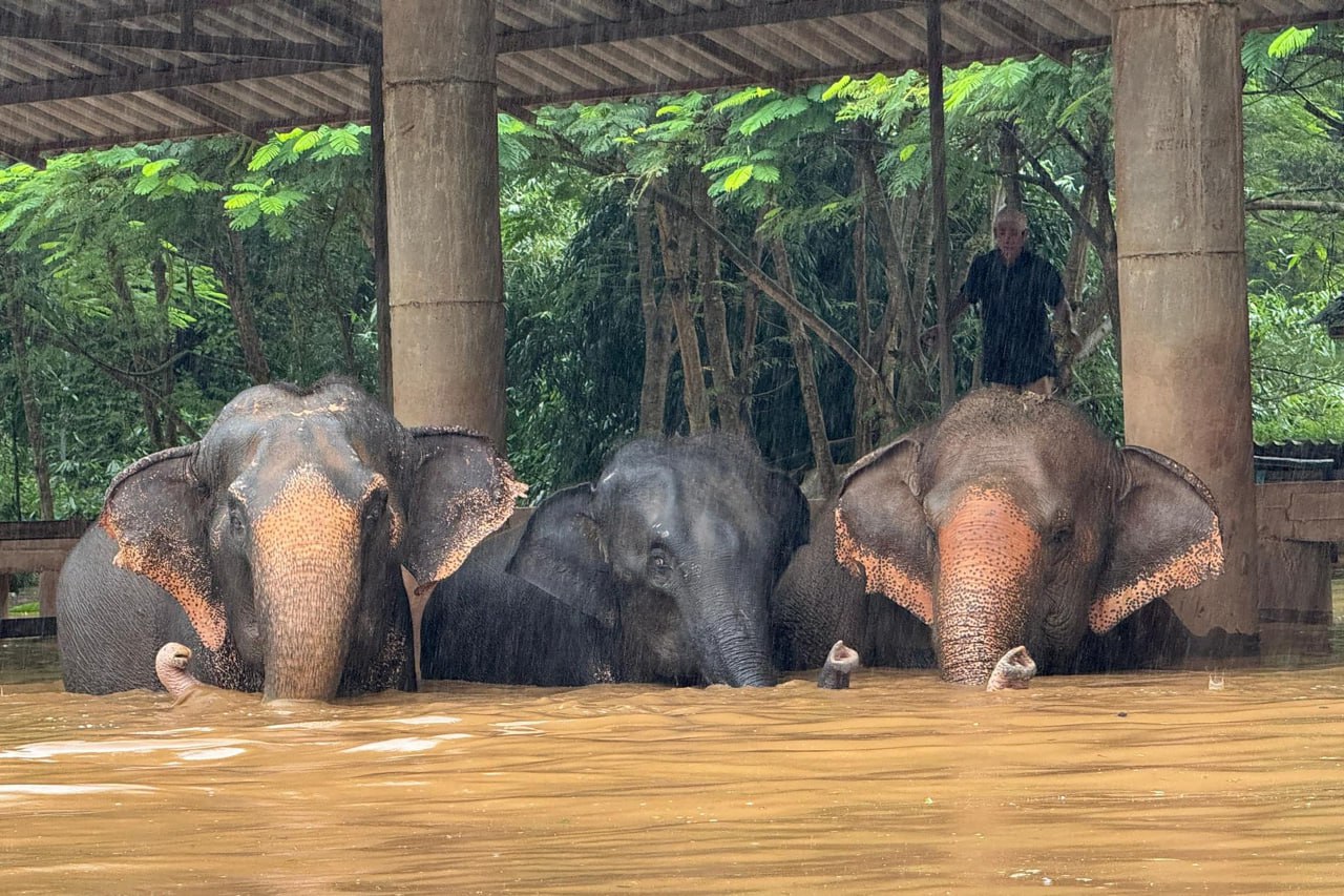 ដំរីរាប់រយក្បាលរត់គេចពីទឹកជំនន់នៅថៃ