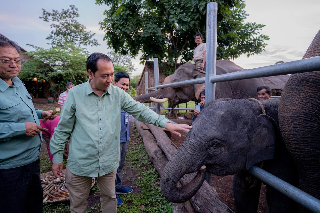 កម្ពុជា មានដំរីស្រុកប្រមាណជាង ៧០ ក្បាលកំពុងថែរក្សានិងអភិរក្ស ហើយមានដំរីព្រៃ ៤០០ ទៅ ៦០០ ក្បាលកំពុងរស់នៅក្នុងព្រៃធម្មជាតិ